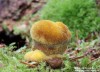 hnědák Schweinitzův (Houby), Phaeolus schweinitzii (Fungi)